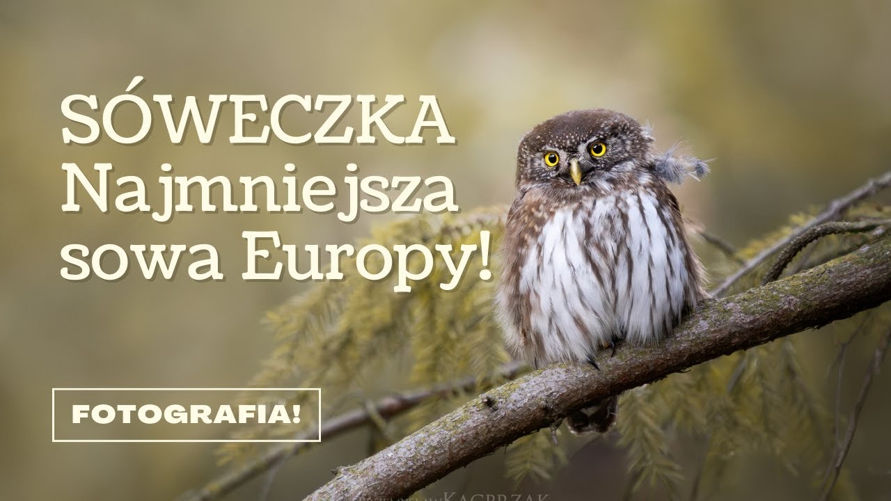 Nareszcie sfotografowałem sóweczkę! O fotografii przyrody.