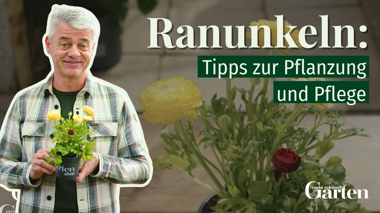 Ranunkeln: Tipps zur Pflanzung und Pflege
