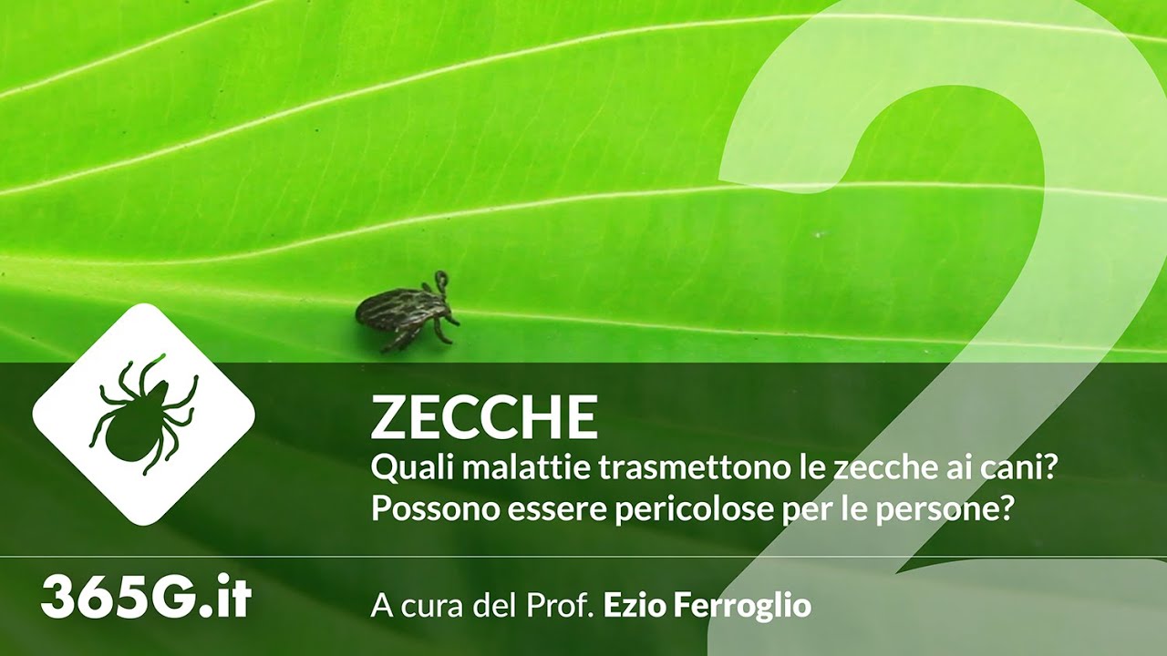 Zecche #2 | Quali malattie trasmettono le zecche ai cani?