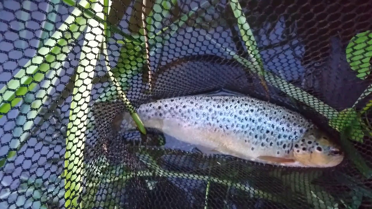Sommerminder fra  Kongeåen
