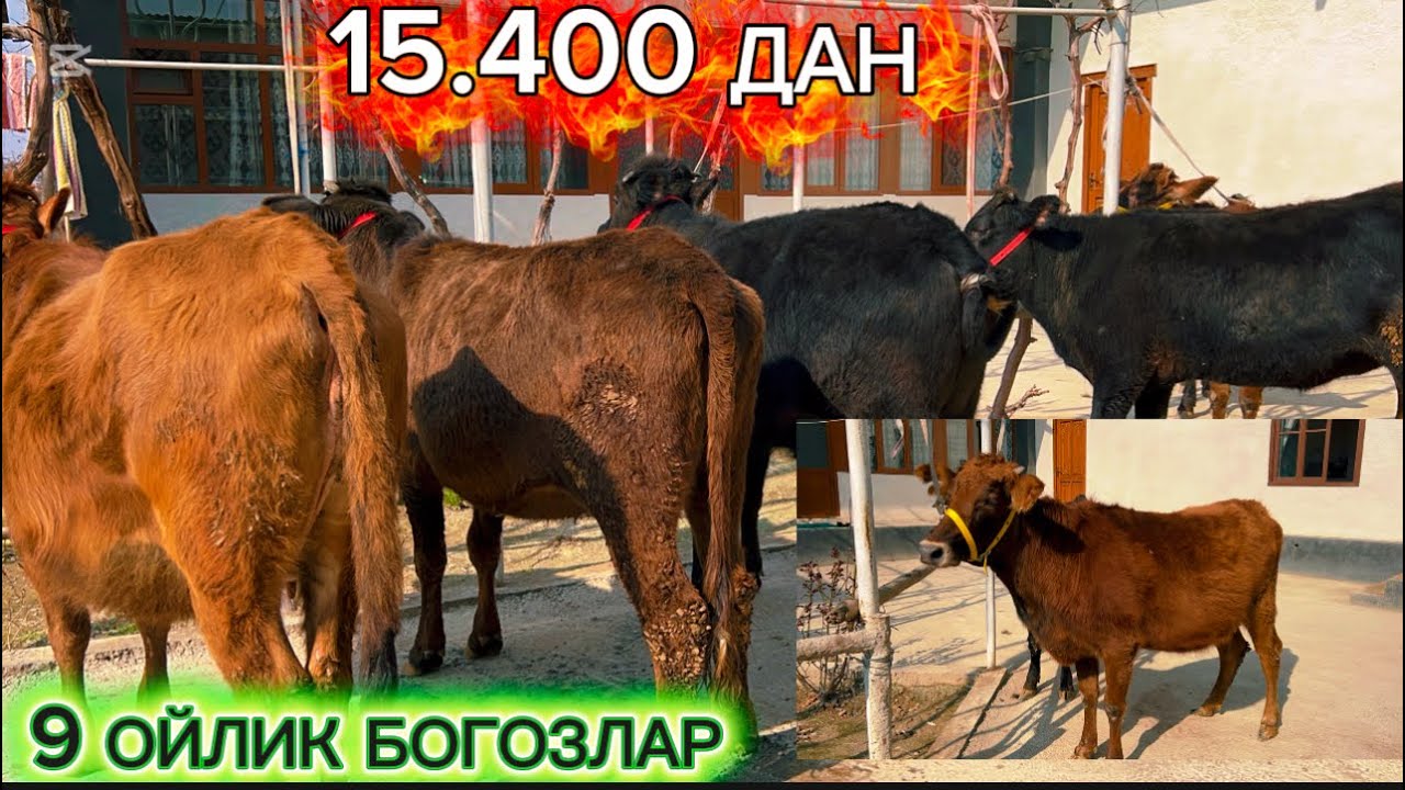 КАРИМ ТОГАДАН ЯНА БОНУС БОГОЗЛАР БУГИН ЭРТА ТУГАДИГОНЛАРИ СОТУВДА 2026.02.27