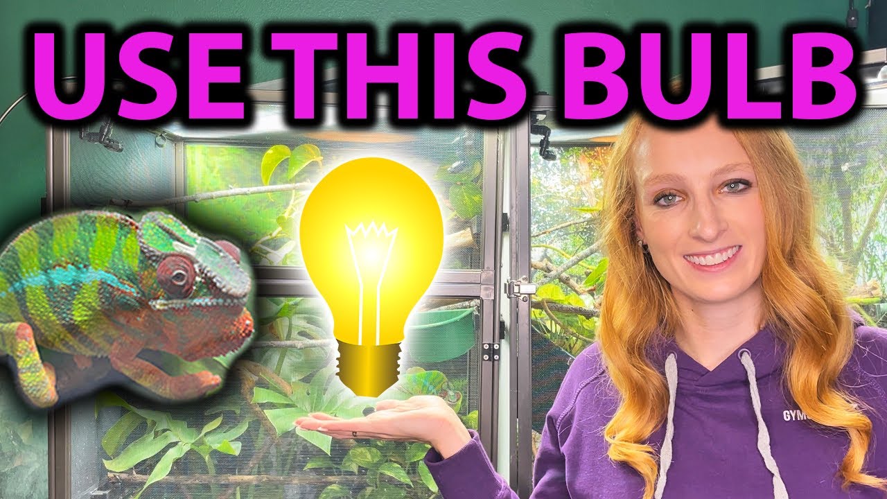 What heat bulb does a chameleon need?