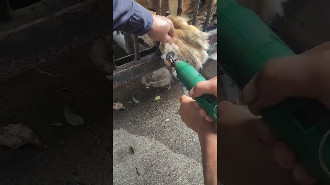 cut the claws of the tiger