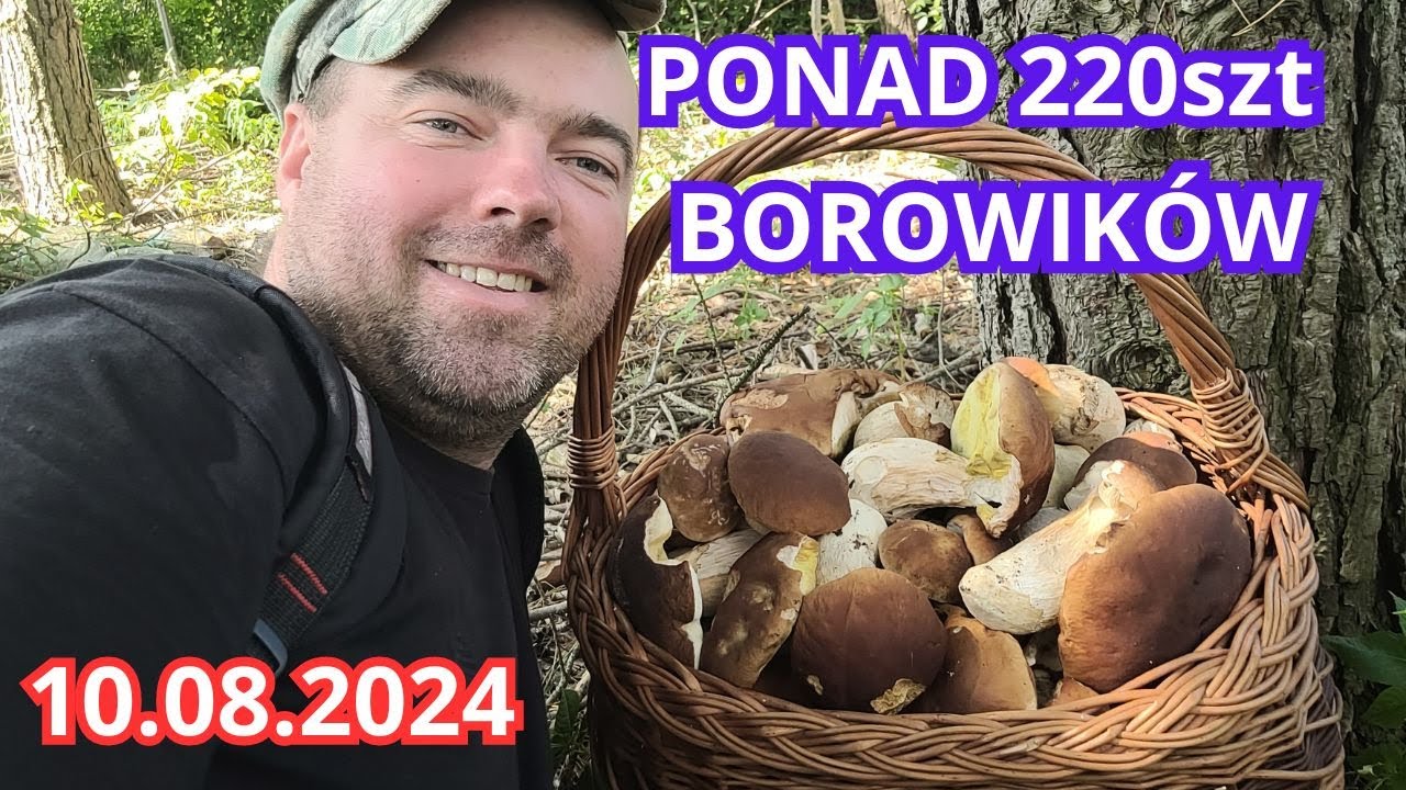 CAŁE MNÓSTWO BOROWIKÓW. MŁODE, PIĘKNE I ZDROWE GRUBASKI.