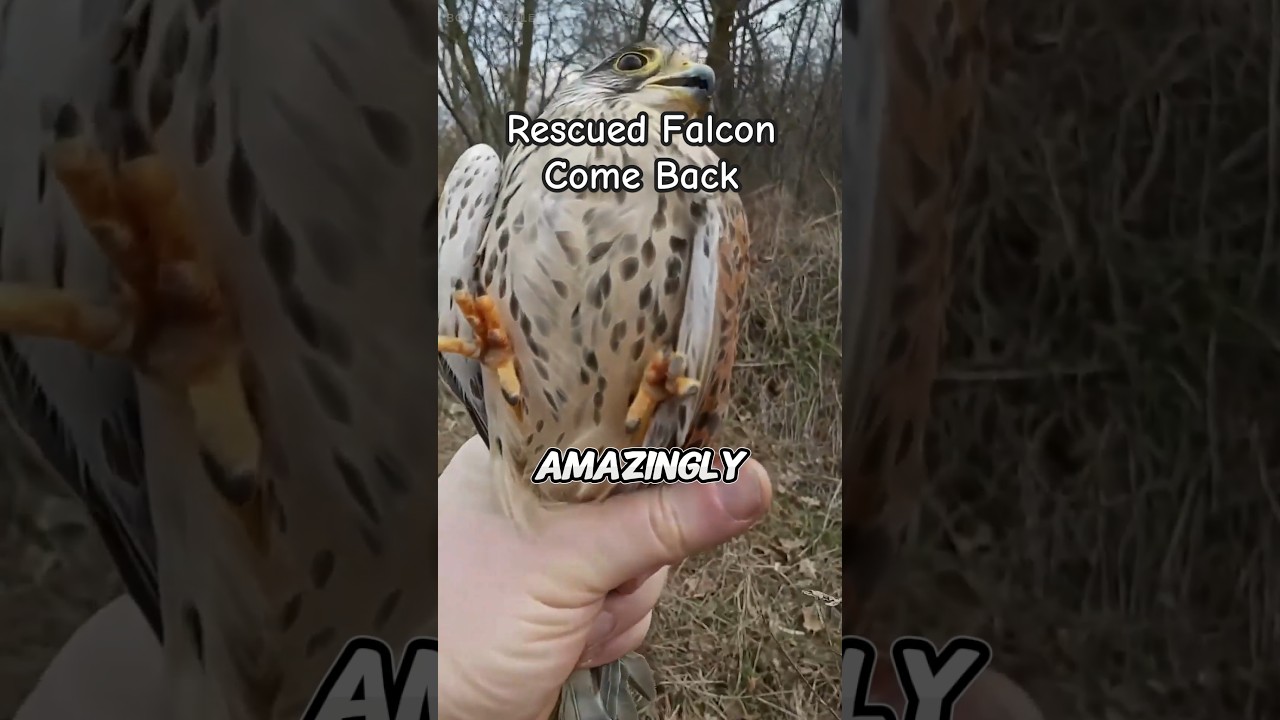 Rescued Falcon Returns to Thank Its Rescuer | Wild Animals