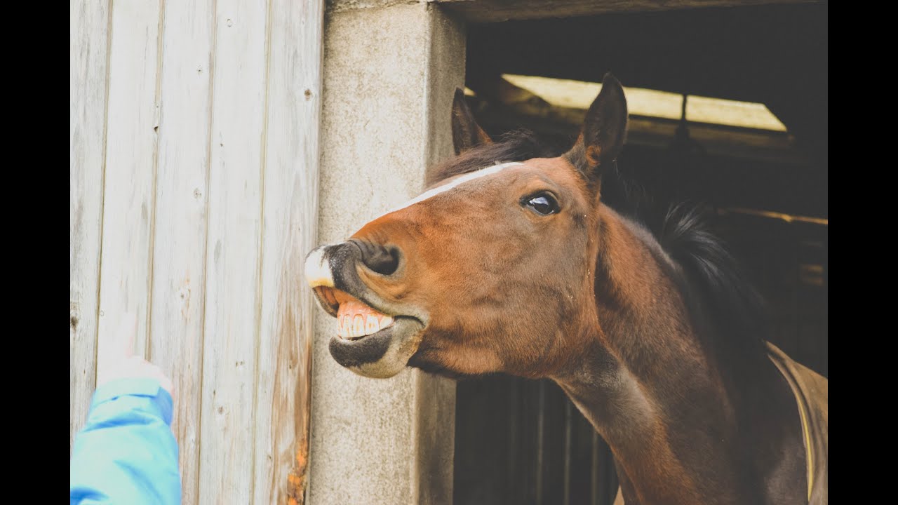 How to teach a horse to smile.