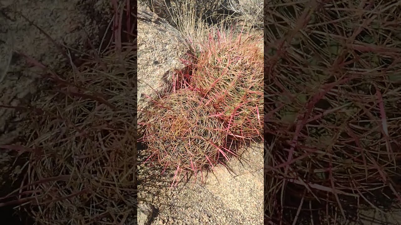Cool Wild Cactus #gavyn #plants #plant #adventure #hiking #health #nature #hike #beautiful #life