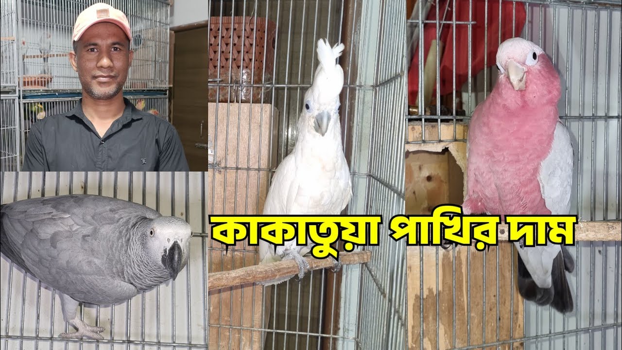 কাকাতুয়া পাখির দাম | Galah Cockatoo | Moluccan Cockatoo