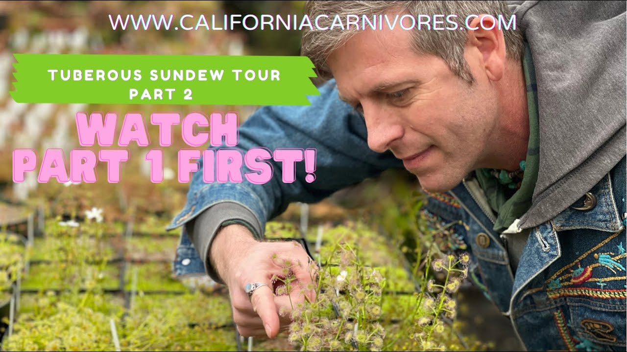Tuberous Sundew Tour Part 2