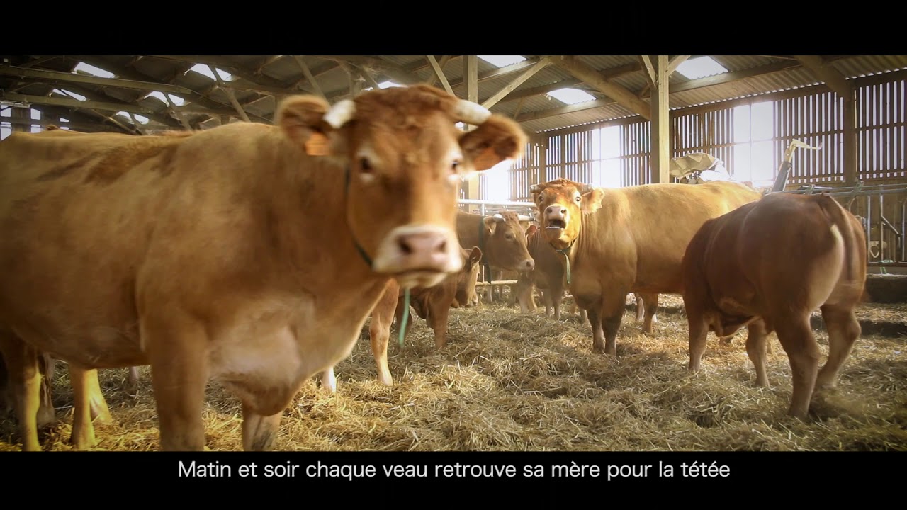 Les secrets de notre veau rosé.