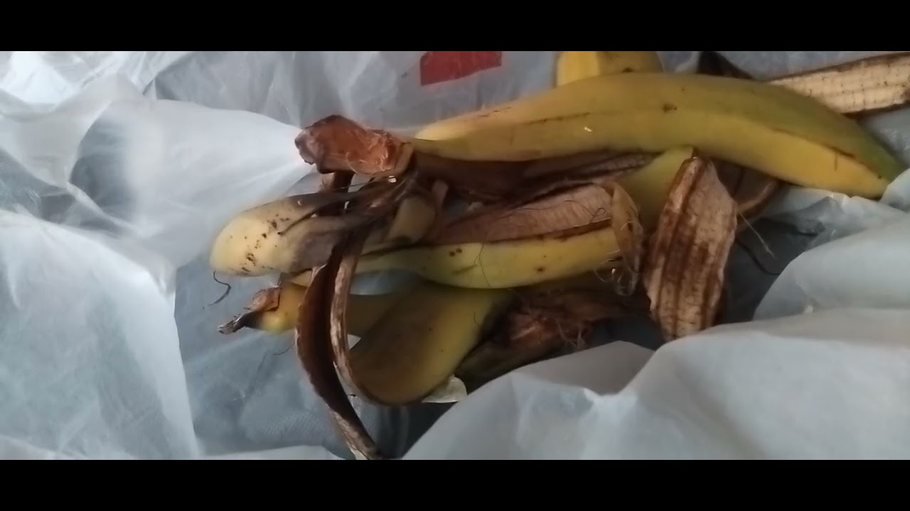 în acest videoclip vă prezint ce poți face cu cojile de banane 🍌🍌