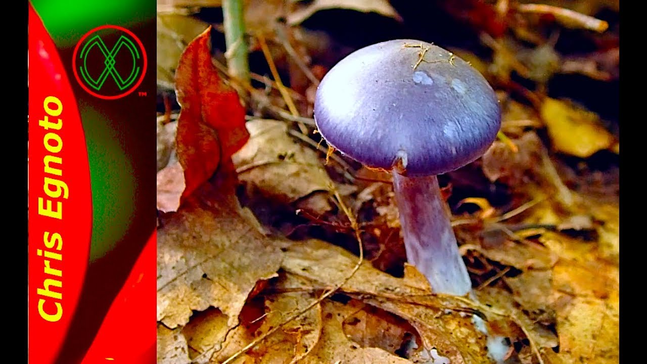 Purple Mushrooms! Golden Spindles, Cordyceps and More!
