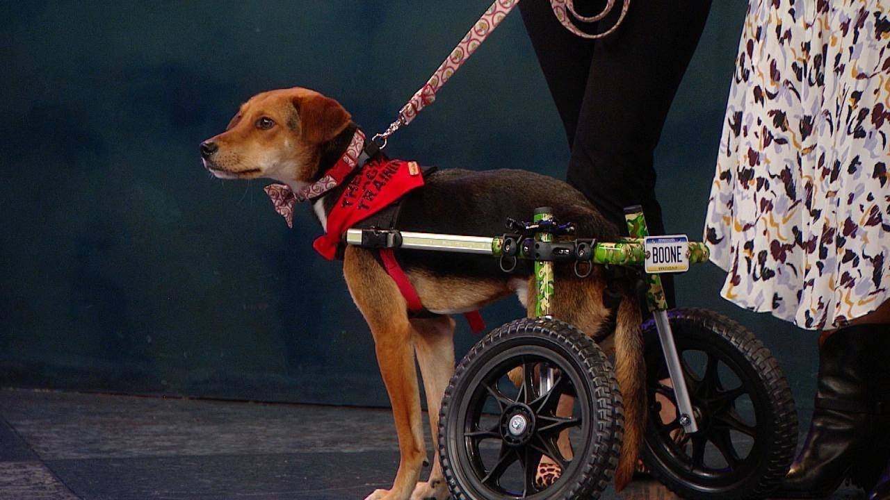 You&rsquo;ll Cry When You Hear This Heartwarming Pet Story