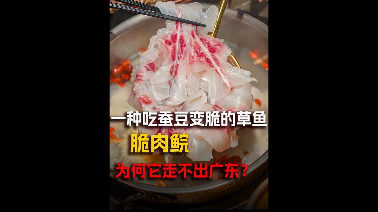 脆肉鲩究竟是啥鱼？为什么它的肉会那么脆？#脆肉鲩 #抖出知识点 #广东美食