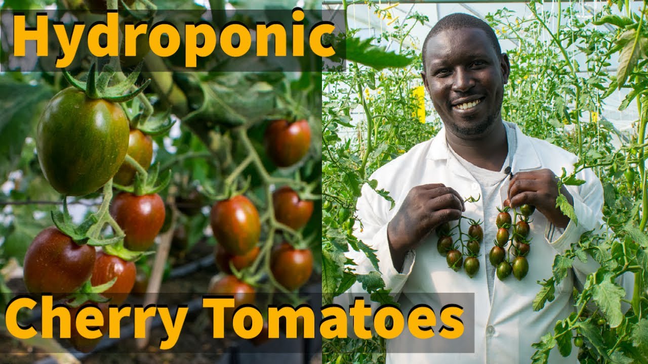 Hydroponic Cherry Tomatoes in Kenya, Africa.