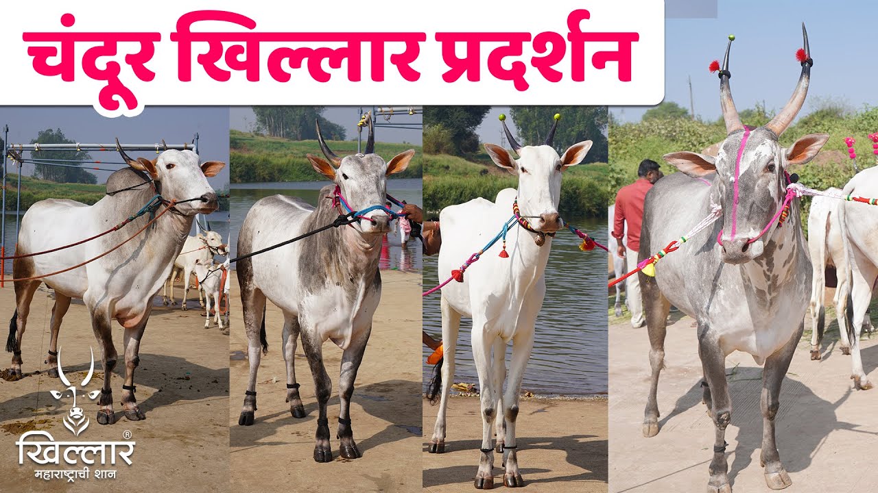 चंदूर खिल्लार प्रदर्शन, जिल्हा कोल्हापूर। आदत कालवड गट - भाग 1 | Khillar Maharashtrachi Shaan 2026