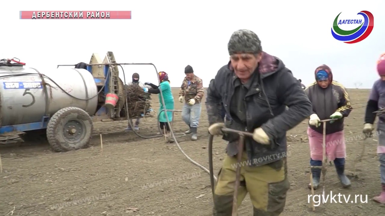 В этом году в Дагестане планируют посадить 1500 гектаров виноградников