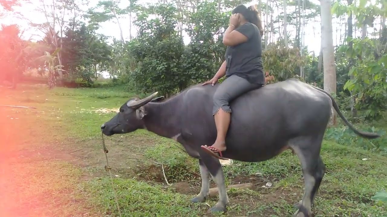 I don't have a rope to hold the buffalo.