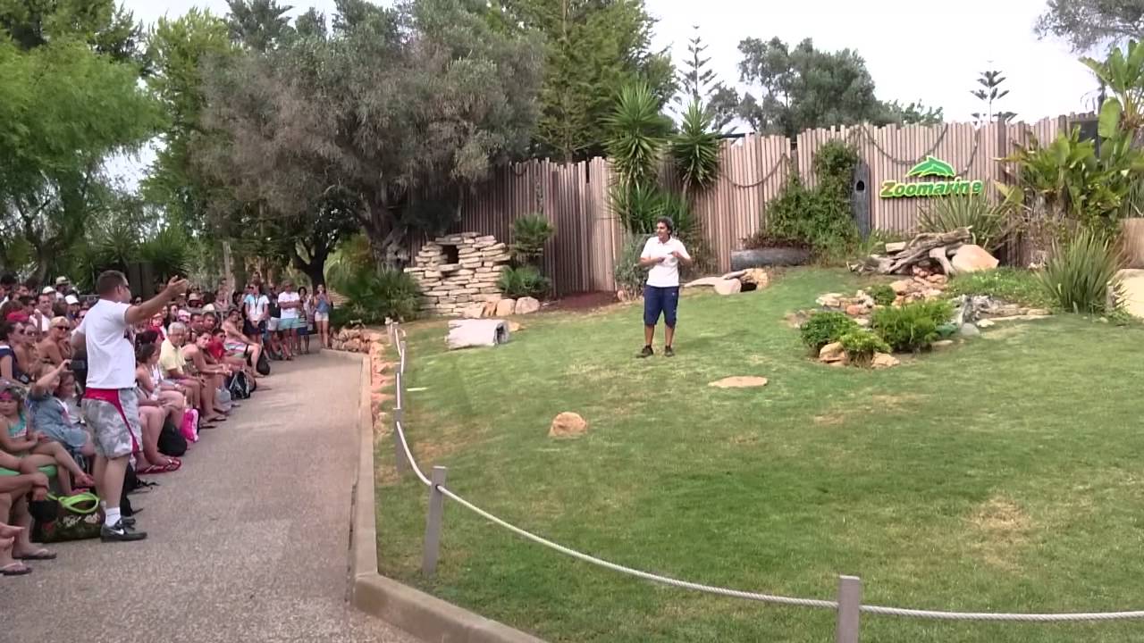 Show de Aves de Rapina Zoomarine / Show of birds of prey Zoomarine
