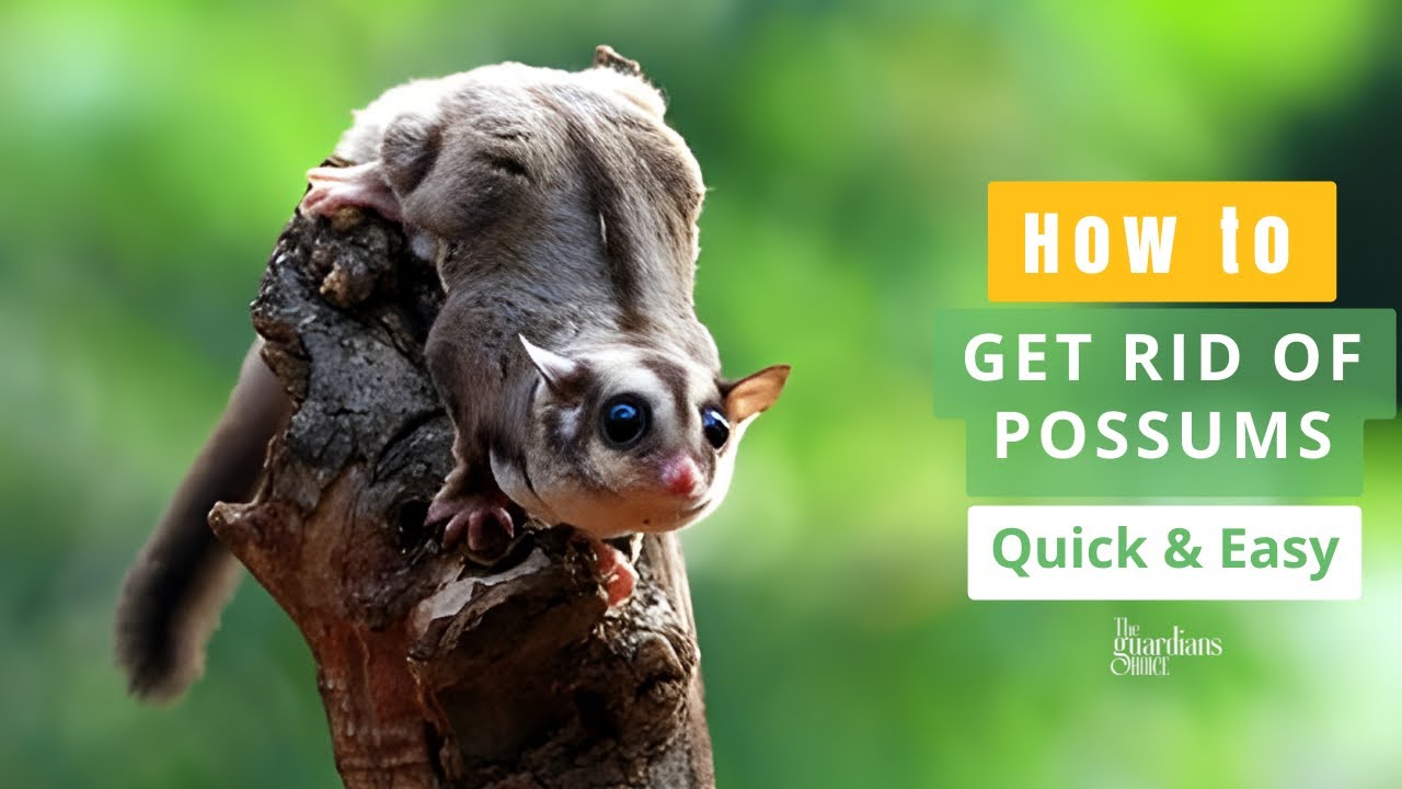 Effective Methods: How to Get Rid of Possums Quickly