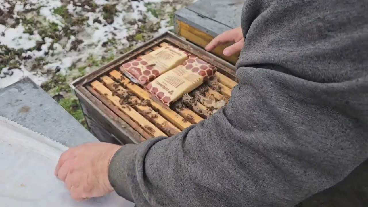 Azi am dat hrană la albinele de la Mărgăritești.