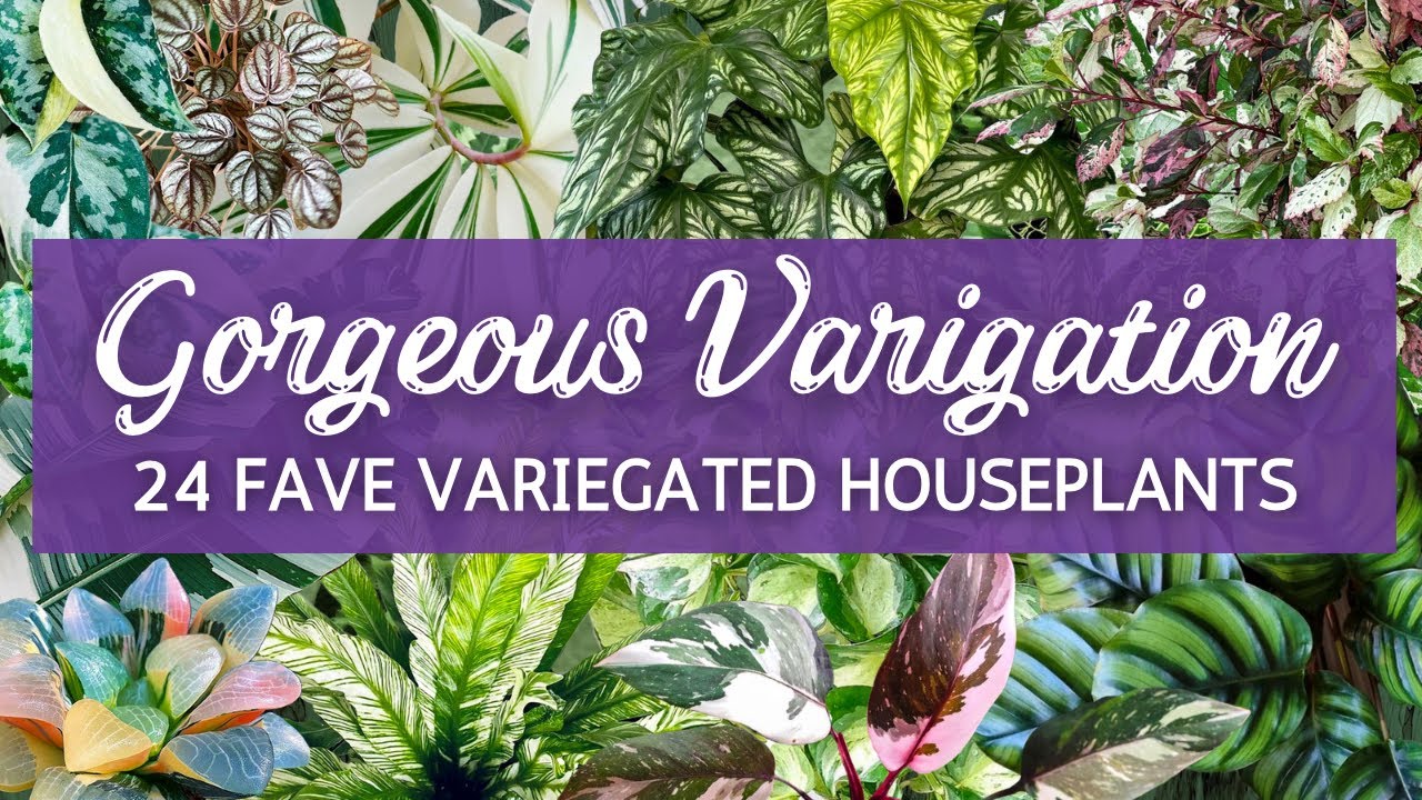 For the Love of Variegation! | 24 Fave Variegated Houseplants | Gorgeous Variegata Plants