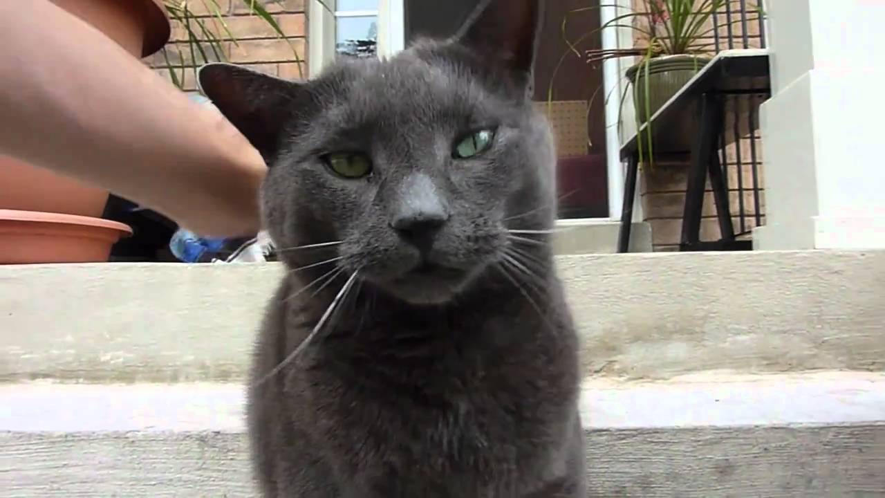 Dubstep Kitty