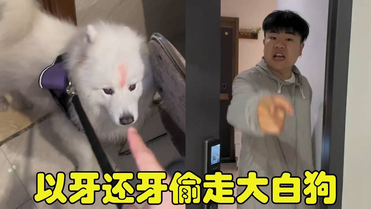 营救小狗第N天！直接去偷狗贼家里带走他的大白狗，这下他急了【勋勋】
