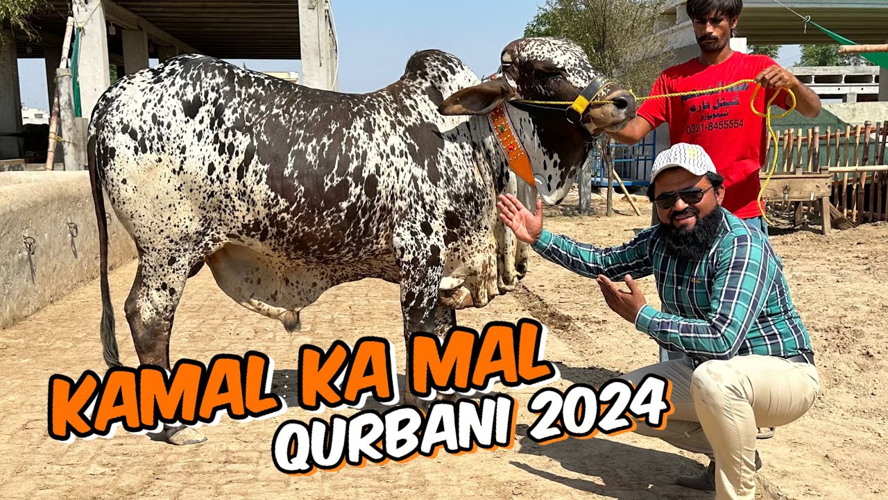 Kamal ke bachre | new collection qurbani 2024 | Abdul Munam Cattle Farm  officer coloni Shekhupura