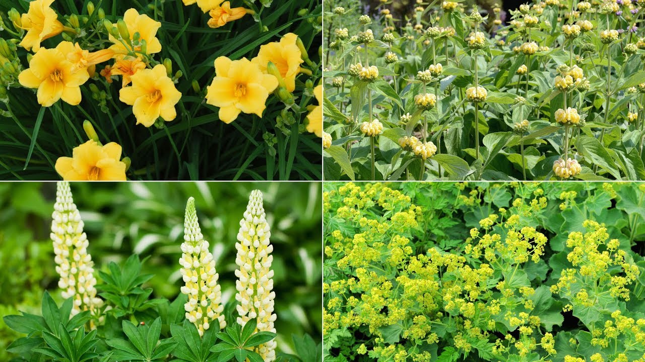 Parterre de plantas vivaces de floración amarilla - Decogarden - Jardinatis