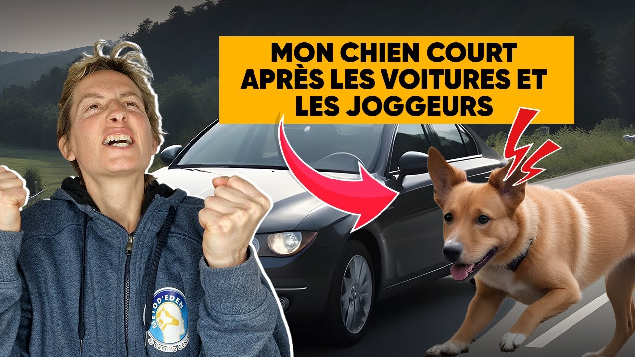 Mon Chien Court Apr&egrave;s Les Voitures Et Les Joggeurs