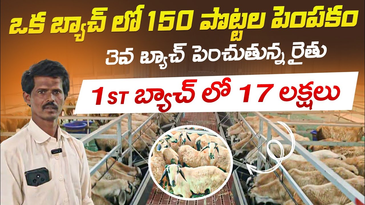 400 పొట్టేళ్ల షెడ్డు 150 పొట్టేళ్ల పెంపకం sheep farming in telugu ALIKHANKRK #farming