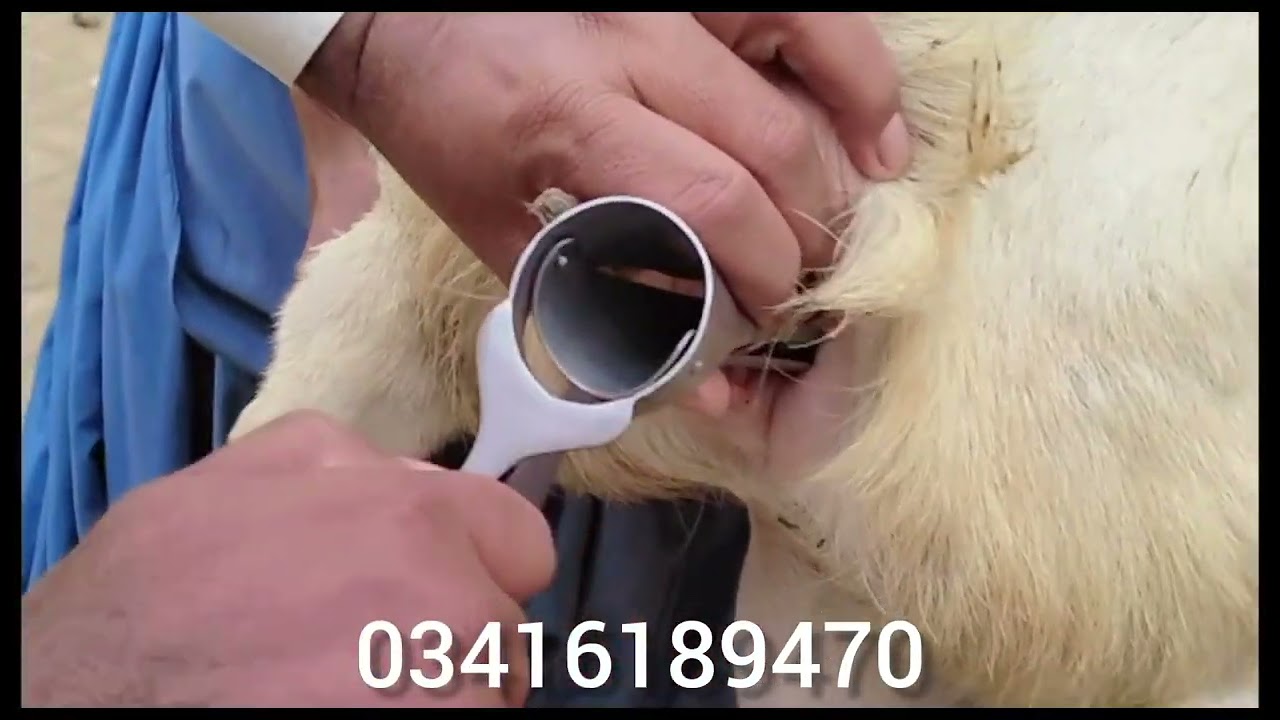 Artificial insemination in goat/AI/Goats
