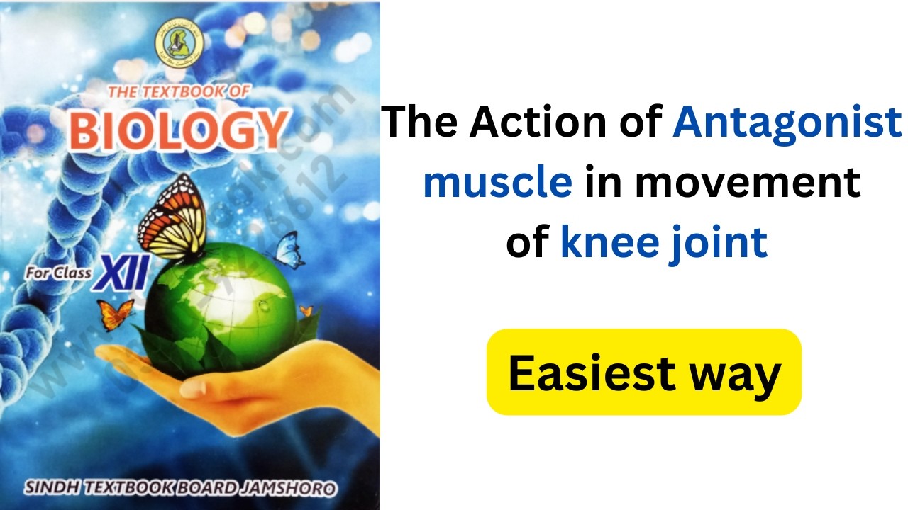 The action of Antagonist muscles in movement of knee joint |chapter 16 Support & Movement 12th class