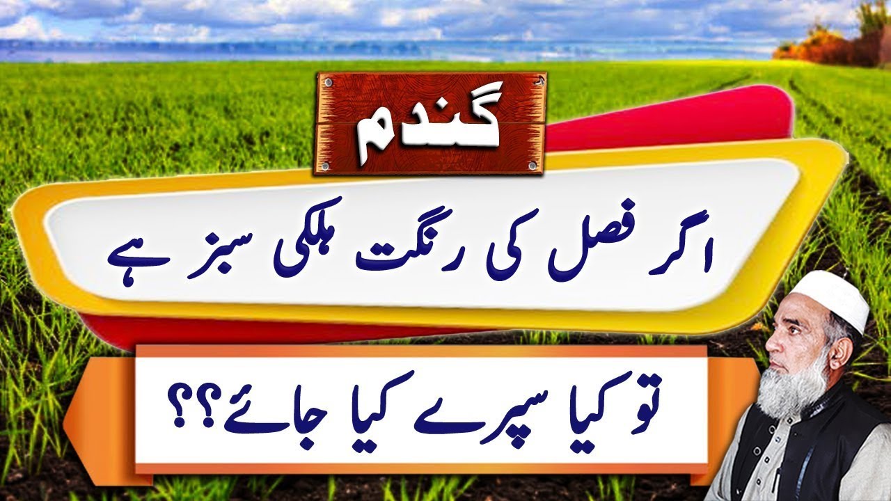 How to improve the color of wheat crop || Crop Reformer