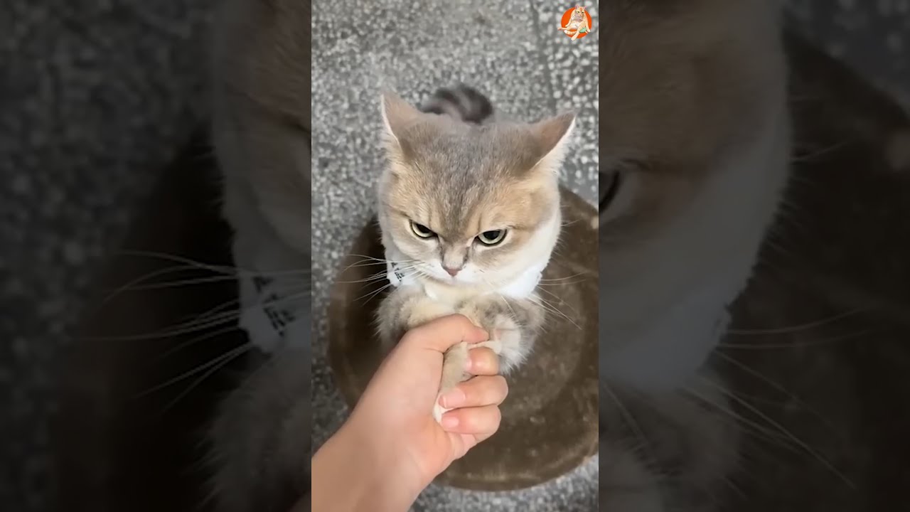 Funniest Cats Videos😼Try Not To Laugh😜Daily Serving of Internet Cats Part 11