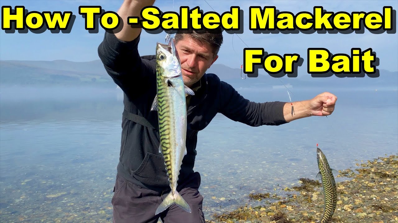 Why You Should Do This After Catching Mackerel?