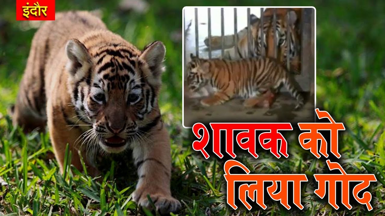 Tiger Cub Adopted By Agrawal Family From Indore Zoo On Children's Day | Talented India News