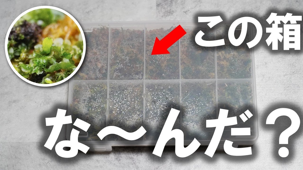 #14 【胞子培養】スペーシング超解説！どうせハマるから、今見ておくべし！