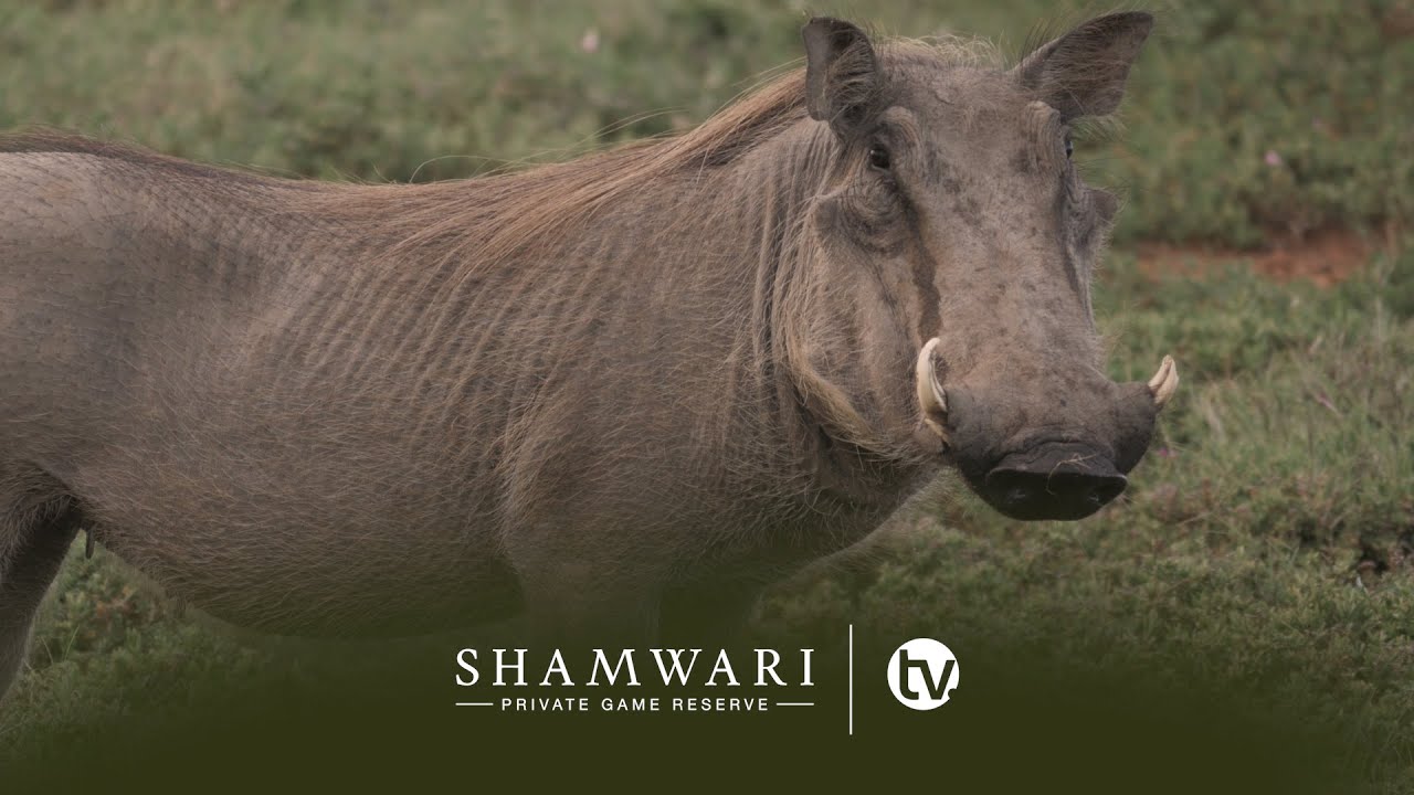 A Sounder of Warthogs and Rhino Middens
