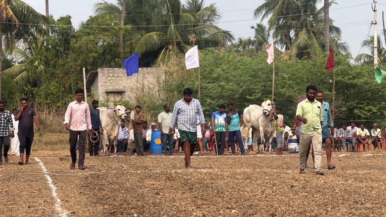 koduru Race | Juniors  |2 va jatha |
