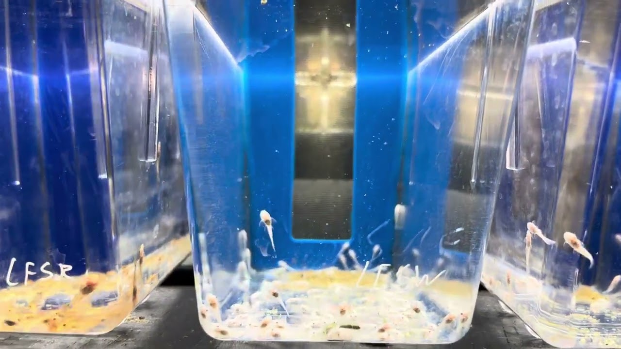 African cichlid and ancistrus fry rack update