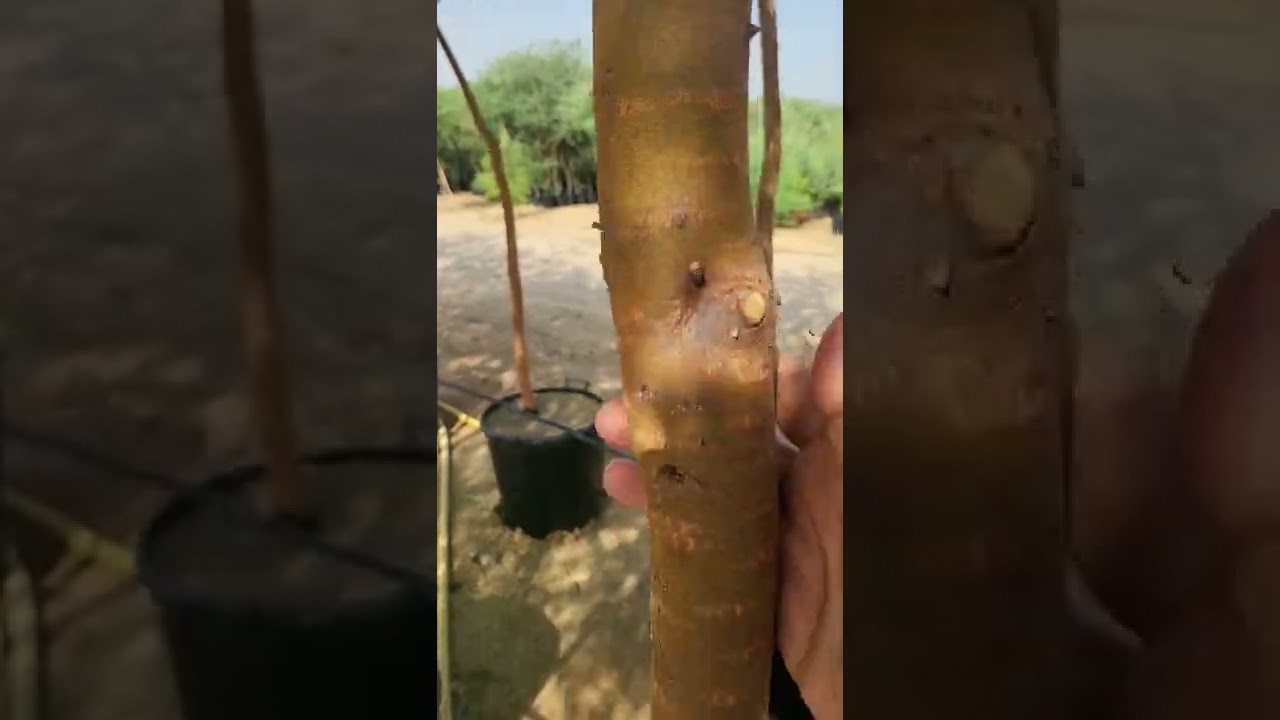 راشد العليلي معلومات عن شجرة الغاف