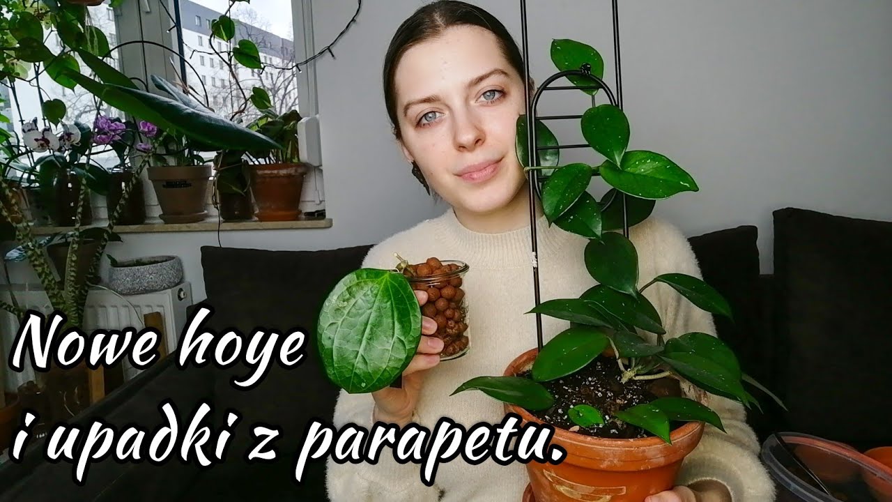 Hoya Haul 🌱 | Czy rośliny w sypialni są niebezpieczne? Tak! jeśli spadają nocą na głowy 😅