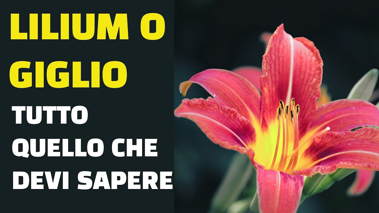Lilium o Giglio tutto quello che bisogna sapere