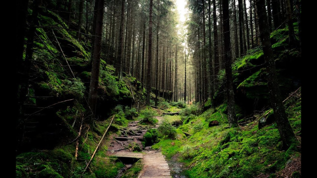 Magical Forest Ambience – Birdsong & Babbling Brook ASMR