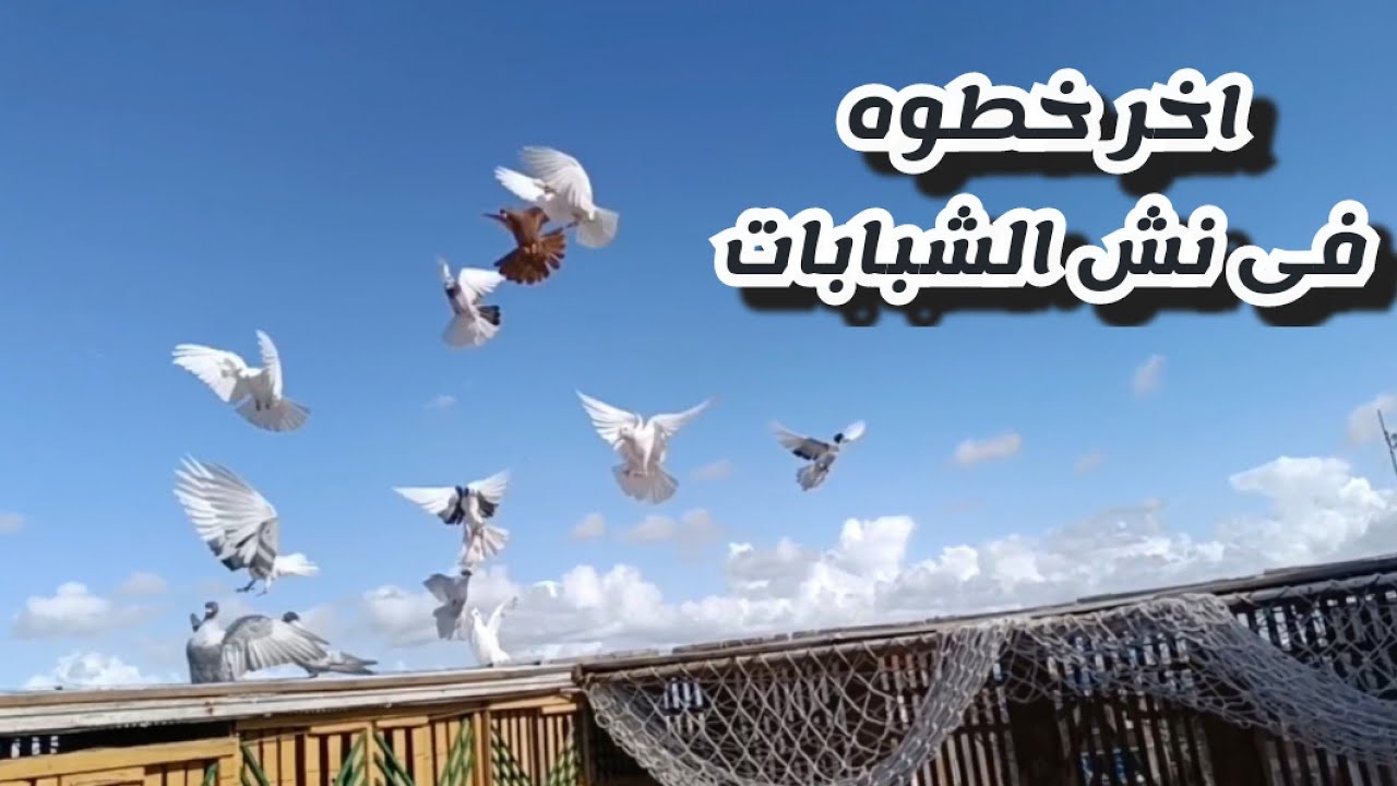 آخر مرحلة الشبابات لدخول نش التماسى#تربووالغيةالمصرية