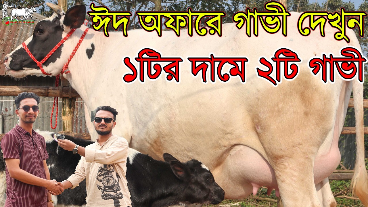 জীবনের সবচেয়ে কমদামে ঈদ অফারে গাভীর প্রতিবেদন নাঈম ভাইয়ের। ১টি গাভীর দামে ২টি গাভী কিনুন। Krishi TV