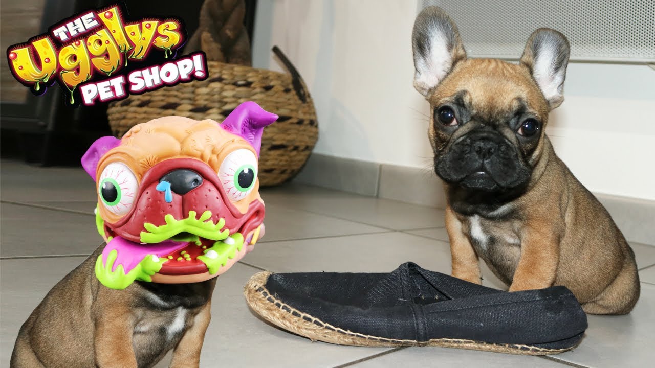 Notre CHIOT mange nos CHAUSSURES : on le TRANSFORME et CA TOURNE MAL ! Cradogs Ugglys !
