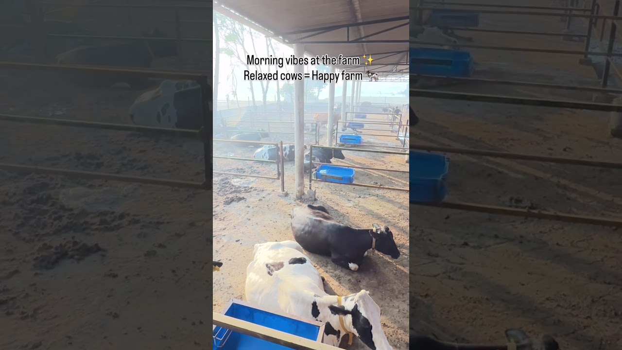 “Morning Dairy Farm Routine | Relaxed & Healthy Cows | Punjab Farming Vlog”